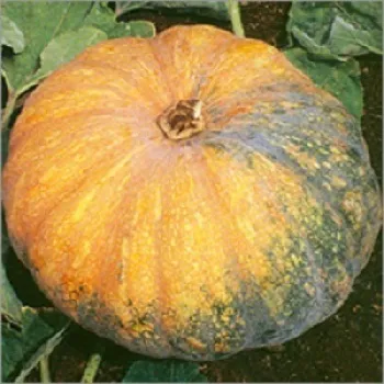 Fresh pumkin (23)-8193025-27884.webp